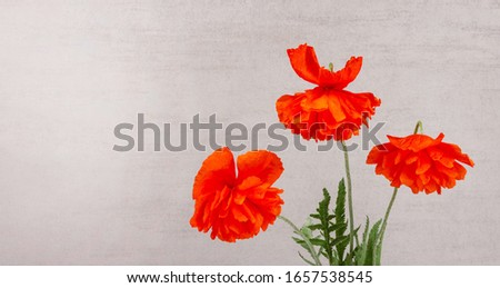Bouquet of red poppies flowers on a gray background close up with a copy space