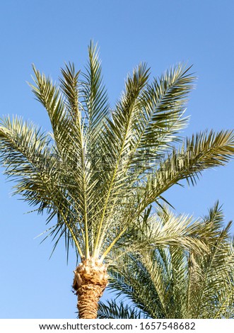 Palm trees against the blue sky, palm leaves against the sky.