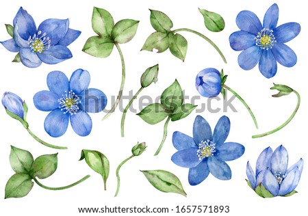 Watercolor collection of blue spring flowers hepatica isolated on white background. Hand-drawn natural floral set.