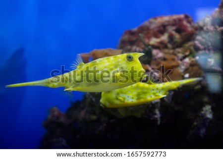 Fish under water, yellow trunk cow fish: lactoria cornuta