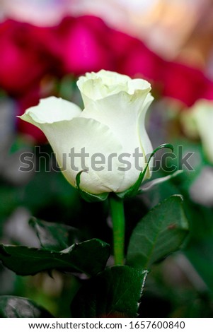 
white rose close-up on a background of other flowers