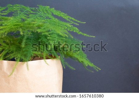 Asparagus fern in a paper flower pot on a dark background, Asparagus retrofractus, indoor plant isolated on a dark gray background, soft leaf, plants Royalty-Free Stock Photo #1657610380