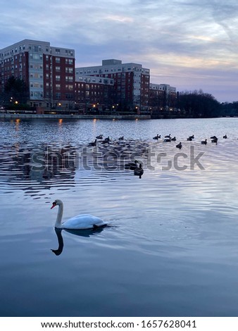Wild swan on Charles river