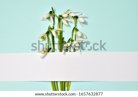 Spring snowdrops pattern. Snowdrops flowers with white stripe in the middle of picture on trendy mint blue background. Fashion photography for your design, tender pastel colors tones, place for text