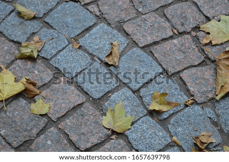 A close-up of a stone city pavement (paving stones) on which yellow autumn leaves lie.