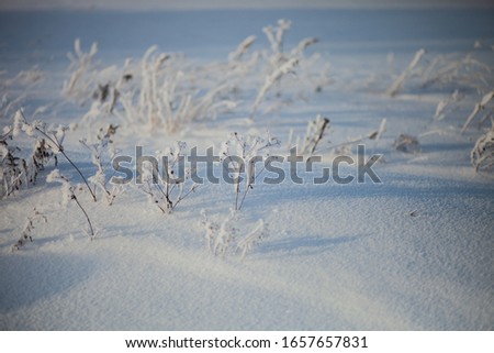 Grass in the snow. In the open air.