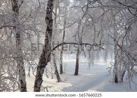 Trees in the snow. Birches In the open air.