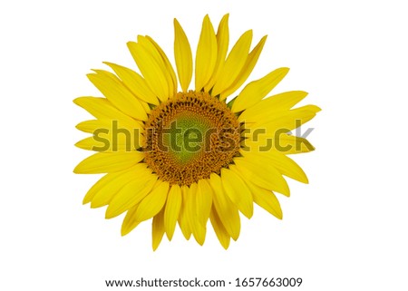 Isolated object on white background. Isolated one sunflower on the white background. Photo for advertisiment.