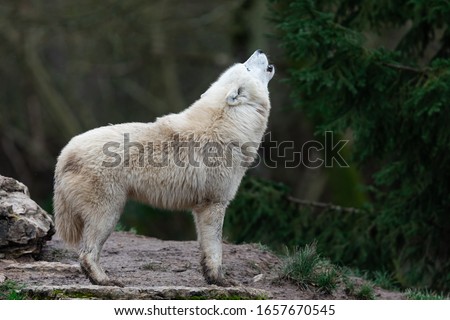 Howling of white wolf in the forest