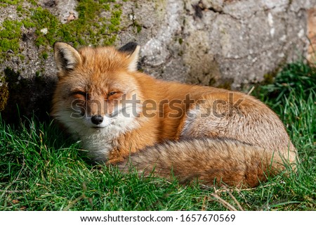 Red fox sleeping in the forest