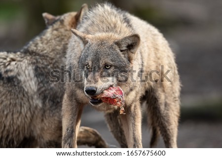 Grey wolf eating meat in the forest