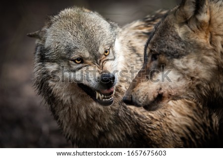 Portrait of Angry grey wolf in the forest