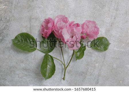 Concrete with a pink rosehip flower pattern. Textural decorative background for design.
