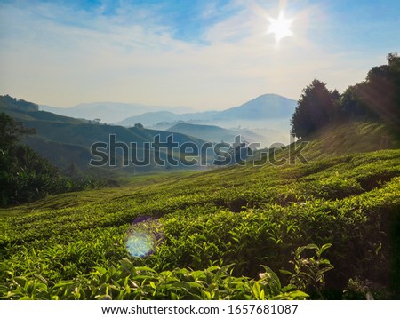 the amazing tea plantation background