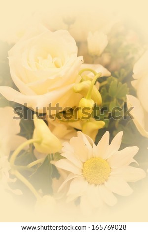 rose soft background