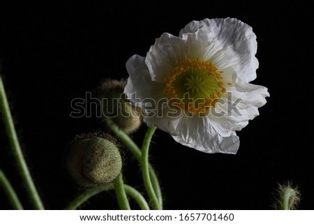 Close up picture of an isolated Corn Poppy (also called Shirley Poppy or Papaver rhoeas) with a black background. 