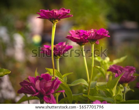 Magenta colored zinnia flowers growing in a garden, profile picture with selective focus