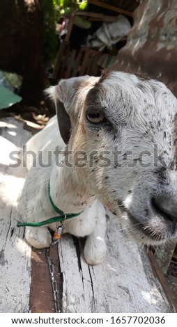 goat close picture. goat selfie