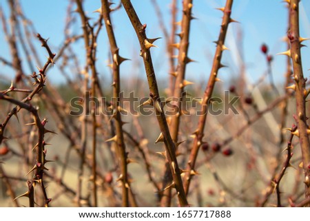 spiky branches on the whole background