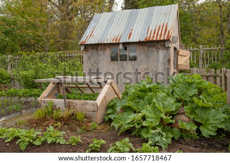 Old Garden Shed and Cold Frame on an Allotment with Home Grown Organic Rhubarb in a Vegetable Garden in Rural Devon, England, UK Royalty-Free Stock Photo #1657718467