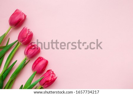 Pink tulips border on pink background. Spring greeting card concept. Top view, flat lay, copy space.