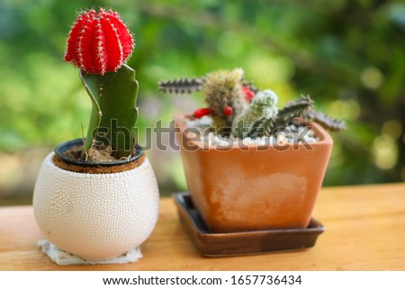 A cactus planted in a small pot placed on a wooden table amid a blurred background.