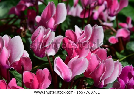 Cyclamen persicum Mill.Flowering plants have tubers.
Dark green leaves with rounded tips. The base of the cones is thick. Single stem Lobe Twist There are pink and white flowers blooming. Royalty-Free Stock Photo #1657763761