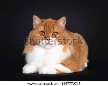 Adorable red with white British Longhair cat, laying down facing front.  Looking to camera with big orange eyes. Isolated on black background.