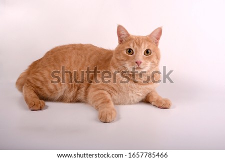 Red tabby cat with beautiful Bobtail eyes on a white background in the Studio