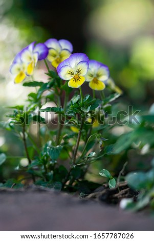 Tiny, yellow and purple viola flowers bloom at the edge of a flower bed in springtime.