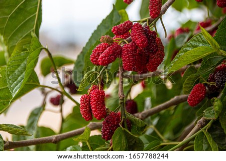 The most delicious fruit tree of spring in Antalya Kaş Patara
black mulberry