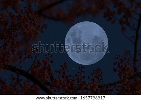 Full moon with blurred silhouette flower at night.