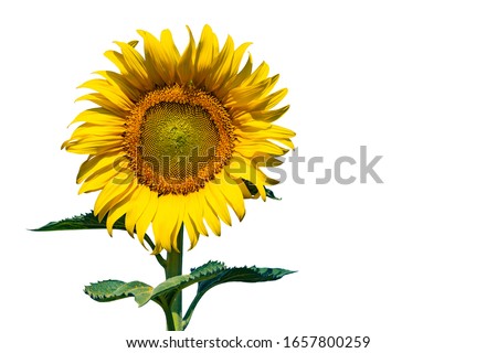 Isolated picture of sunflower in the field.