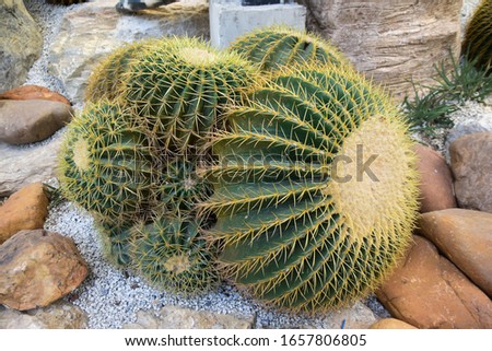 Cactus photos and cactus background