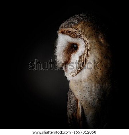 Portrait of a beautiful barn owl shot in studio on a dark background