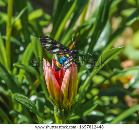 Nine-spotted moth on garden flower