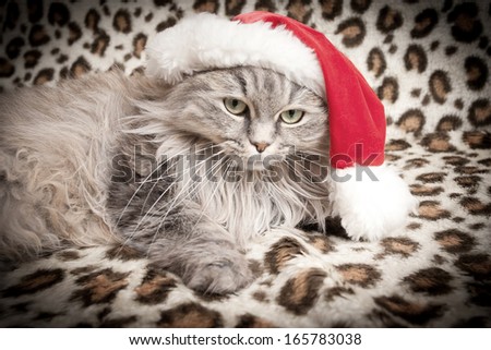 christmas cat in red Santa Claus cap