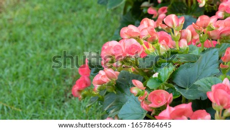 Fresh pink Begonia with green leaves in garden.