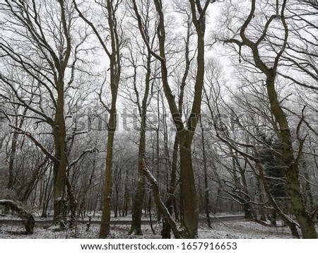 Snowy woods at winter time