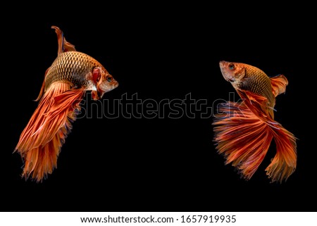  Betta fish.fighting fish.Halfmoon red dragon betta fish isolated on black background.