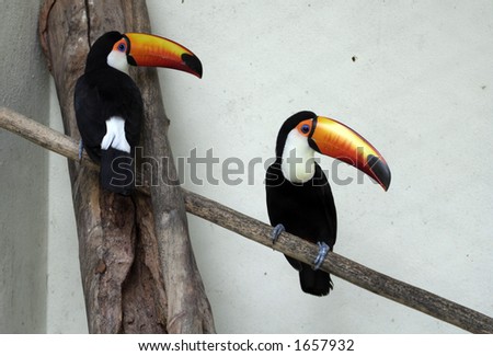 pair of toucans
