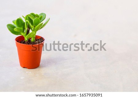 small tree in a pot on a white cement background