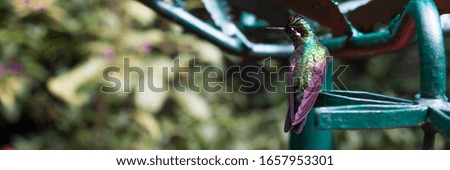 Hummingbird standing on a metal green leaf and looking from left to right in a rainforest located in Costa Rica