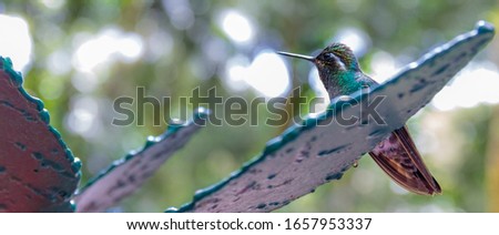 Hummingbird standing on a metal green leaf and looking from right to left in a rainforest located in Costa Rica