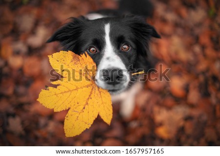 Border Collie dog is holding a leaf with his mouth and looking from the down above.  Royalty-Free Stock Photo #1657957165