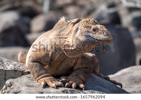 Land iguanas on Plaza Sur Island, Galapagos Islands, Ecuador