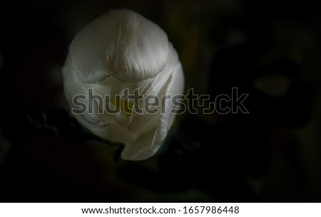 White tulip view from above and black background