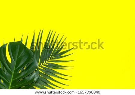 Tropical palm leaves and monstera leaf on pastel yellow background. Flat lay, top view, copy space. Summer background, nature. Creative minimal background with tropical leaves. Leaf pattern