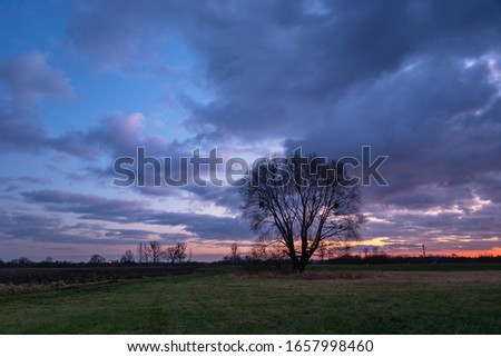 Lonely tree without leaves on the meadow and colorful clouds after sunset on sky