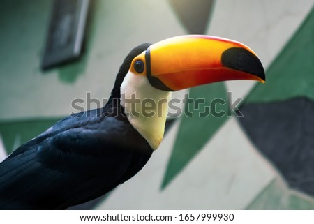 Golden-horned toucan sits on a branch in a bird park